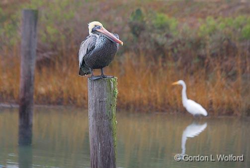 Standing On The Pole_31505.jpg - Brown Pelican (Pelecanus occidentalis) & Great Egret (Ardea alba)Photographed along the Gulf coast near Port Lavaca, Texas, USA.